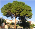 Lošinj15